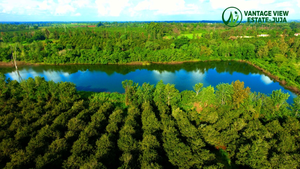 DJI 0441.JPG