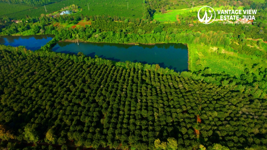 DJI 0456.JPG