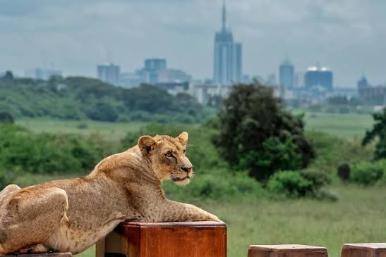 Best Hotels in Nairobi, Kenya | Where to Stay in Nairobi | Jirani Link 2
